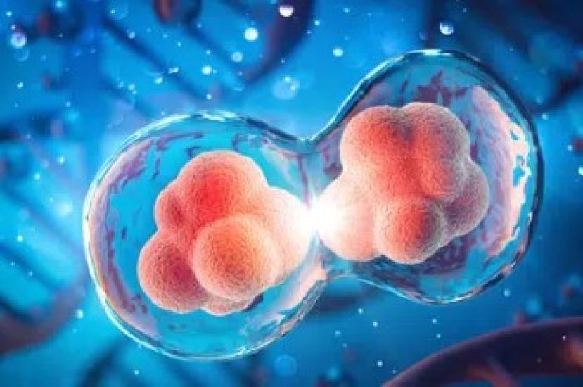 Bioreactor Cultivation and Protein Potency