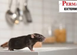Families naturally want their homes to remain safe, comfortable spaces where they can relax without worry. As the weather begins to shift, many homeowners notice a sudden change in the atmosphere of their living spaces. The drop in temperature outside sends a clear biological signal to insects and rodents, pushing them to seek warmth, food, and shelter. This natural migration often leads them straight into residential properties, seeking refuge from the harsh elements. Parents, in particular, feel the immediate stress of noticing uninvited guests in kitchens, basements, and living areas. The instinct is to protect the family environment from contamination, …